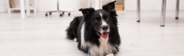 Border collie looking away while lying on floor in vet clinic, banner  clipart