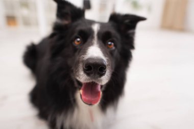 Close up view of nose of blurred border collie in clinic 