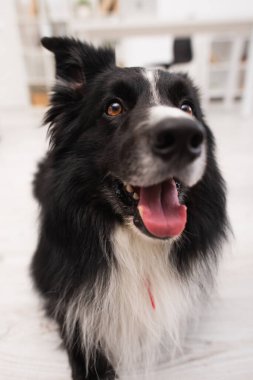 Close up view of furry border collie looking away in vet clinic 