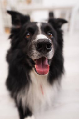 Close up view of black nose of blurred border collie in vet clinic  clipart