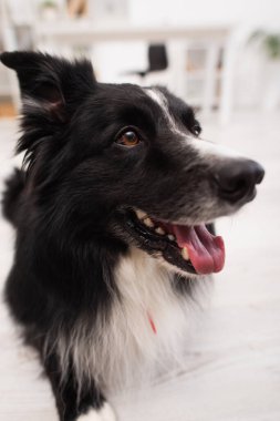 Portrait of border collie dog in vet clinic 