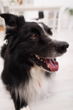 Portrait of border collie dog in vet clinic  clipart