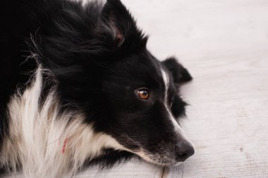 High angle view of border collie lying on blurred floor in vet clinic 