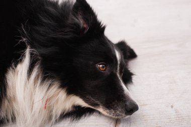 High angle view of border collie lying on blurred floor in vet clinic  clipart