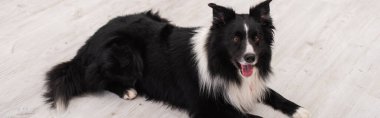 High angle view of border collie lying on floor in vet clinic, banner 