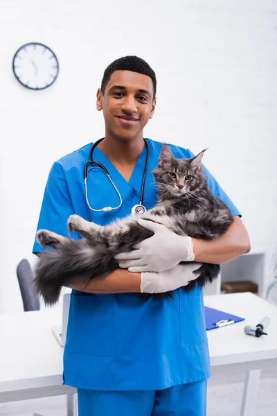 Smiling African American Veterinarian Holding Maine Coon Cat Clinic — Stock Photo, Image