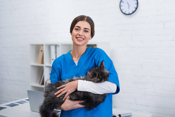 Positive veterinarian holding maine coon cat in clinic 