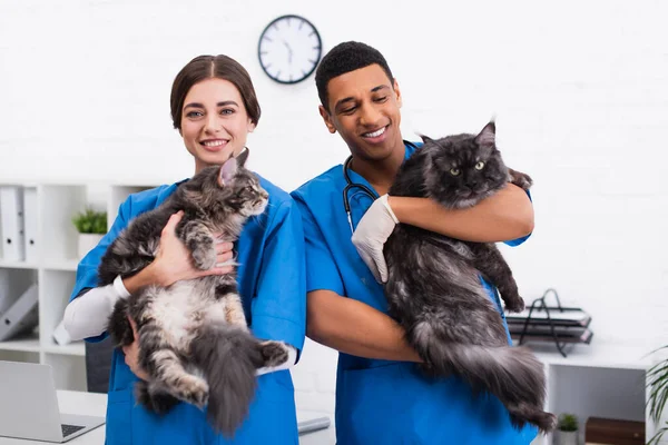 Smiling Interracial Veterinarians Holding Maine Coon Cats Clinic — Stock Photo, Image