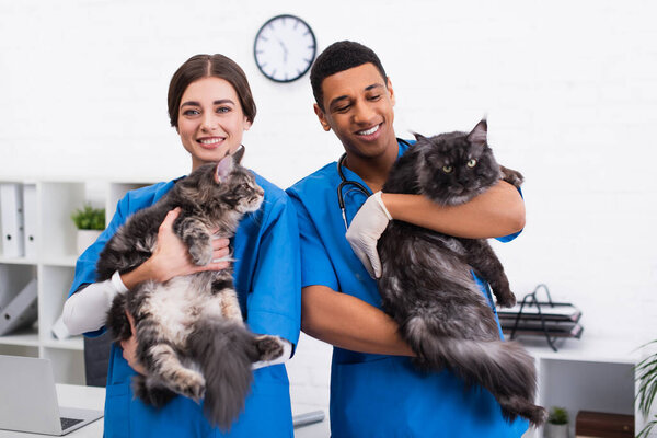 Smiling interracial veterinarians holding maine coon cats in clinic 