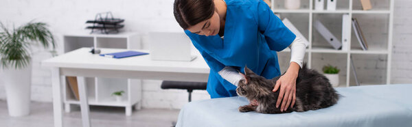 Veterinarian touching maine coon cat on medical couch in clinic, banner 