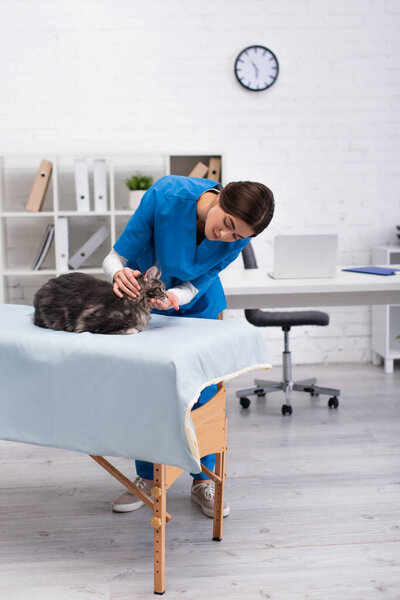 Veterinarian in uniform examining maine coon cat on medical couch in clinic 