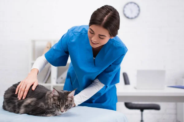 Smiling Veterinarian Touching Maine Coon Medical Couch Home — Foto de Stock