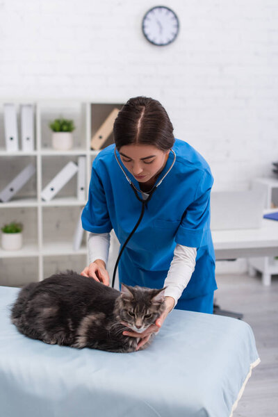 Brunette doctor examining maine coon with stethoscope in vet clinic 