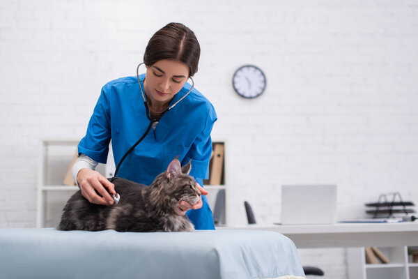Veterinarian examining maine coon with stethoscope in clinic 