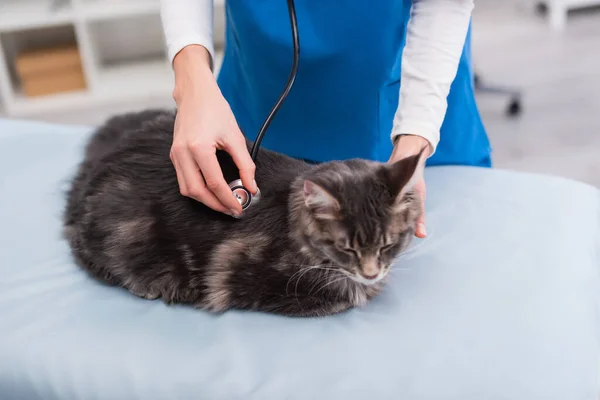 Cropped view of vet doctor holding stethoscope near maine coon on medical couch in clinic