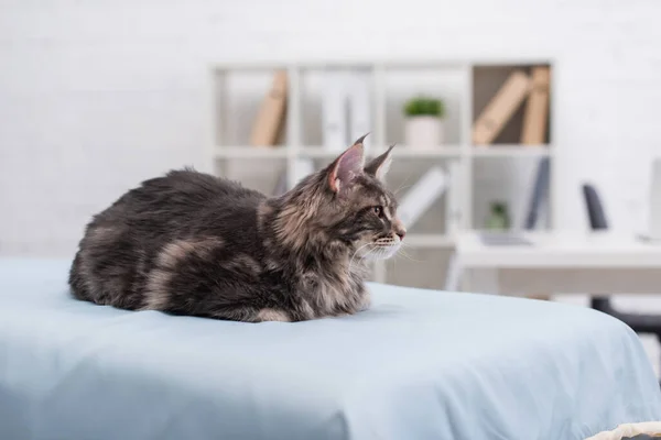 Maine Coon Sitting Medical Couch Vet Clinic — 스톡 사진
