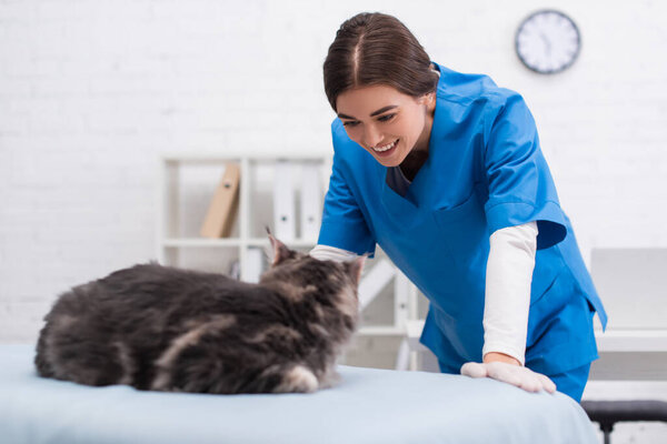 Smiling veterinarian in latex glove looking at blurred maine coon in clinic 