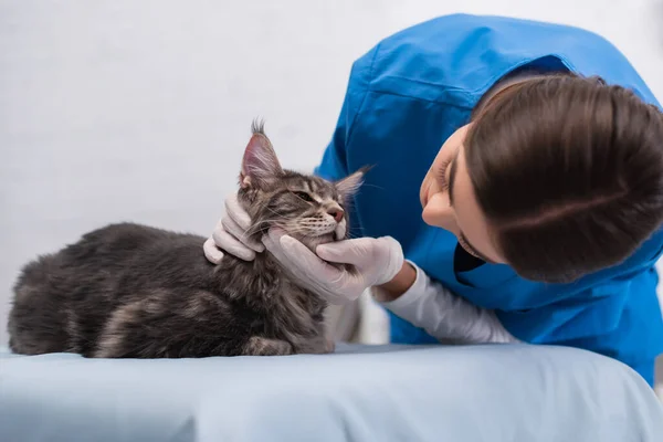 毛むくじゃらの獣医医師でラテックス手袋見ていますメインクーンオン上の医療ソファ — ストック写真