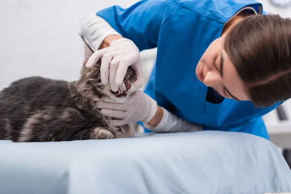 Brunette Vet Doctor Latex Gloves Examining Teeth Maine Coon Clinic — 스톡 사진