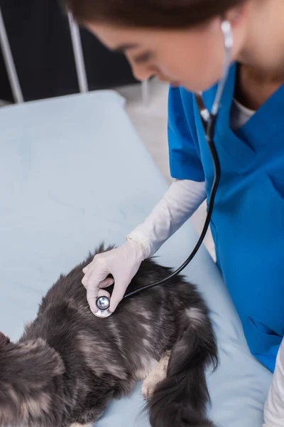 Veterinario Borroso Examinando Maine Coon Con Estetoscopio Clínica Veterinaria — Foto de Stock