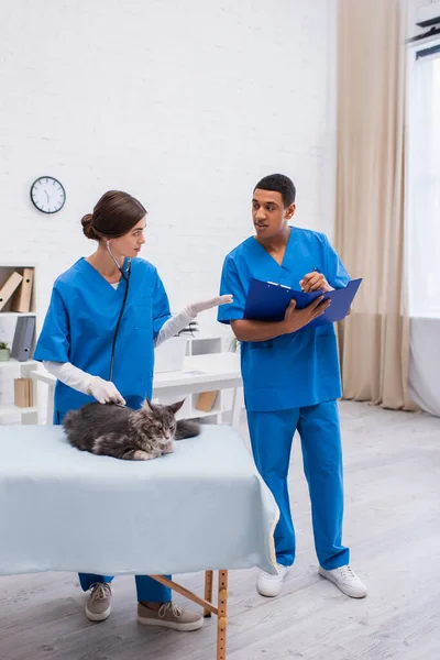 Veterinarian Examining Maine Coon Stethoscope African American Colleague Writing Clipboard — Stock Photo, Image