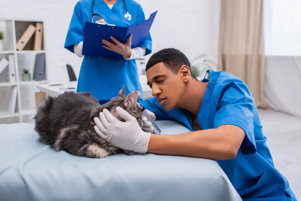 African american vet doctor examining maine coon with otoscope near colleague with clipboard in clinic