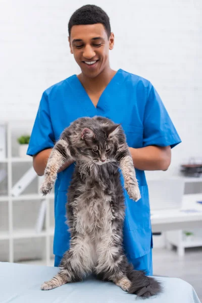 Blurred African American Veterinarian Holding Maine Coon Medical Couch Clinic — Foto de Stock