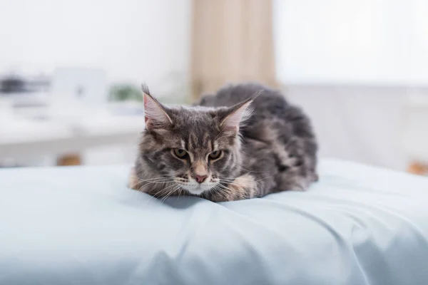 Maine Coon Lying Medical Couch Veterinary Clinic — 스톡 사진