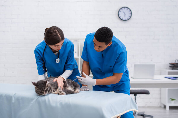 African american veterinarian holding syringe near colleague and maine coon on medical couch in clinic 