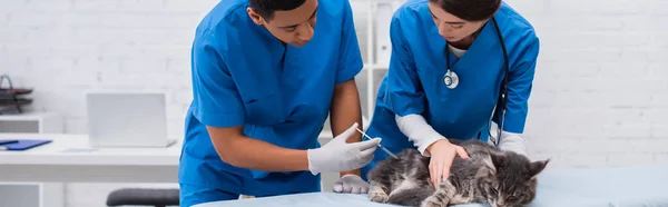 African American Veterinarian Holding Syringe Maine Coon Colleague Clinic Banner — 스톡 사진
