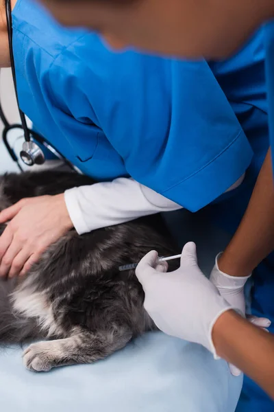 Blurred african american vet doctor doing vaccination of maine coon near colleague in clinic