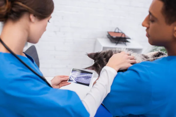 Blurred Multiethnic Veterinarians Holding Maine Coon Ultrasound Scan Clinic — Stockfoto