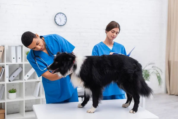 African American Doctor Examining Border Collie Blurred Colleague Clipboard Clinic — Stock Photo, Image