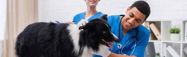 Smiling African American Doctor Latex Gloves Examining Border Collie Colleague — Stock Photo, Image