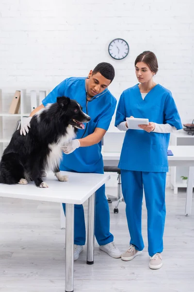 国境の犬を検査し 診療所でデジタルタブレットを使用する異人種間獣医師 — ストック写真