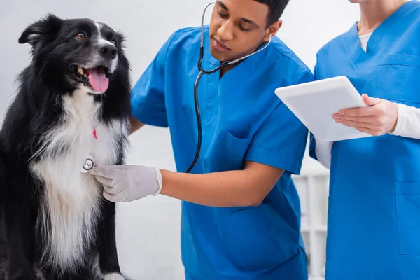 アフリカ系アメリカ人の獣医の医師は 診療所でデジタルタブレットと近くのボーダーコリー犬を調べる — ストック写真