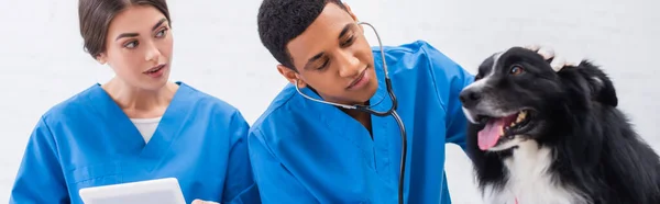 Veterinarian Holding Digital Tablet African American Colleague Stethoscope Border Collie — Foto de Stock