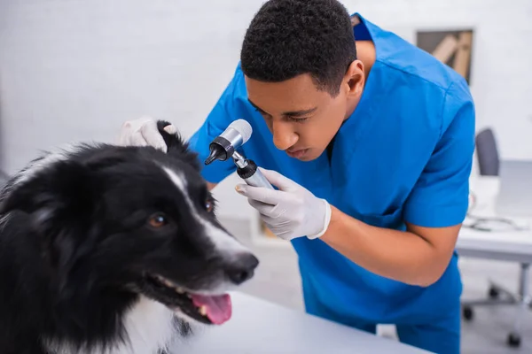 African american veterinarian examining ear of border collie with otoscope in vet clinic