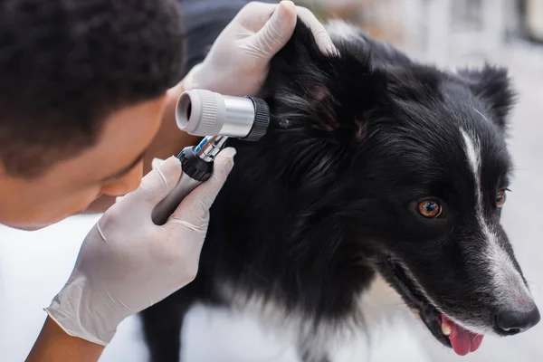 Blurred african american veterinarian examining ear of border collie in clinic