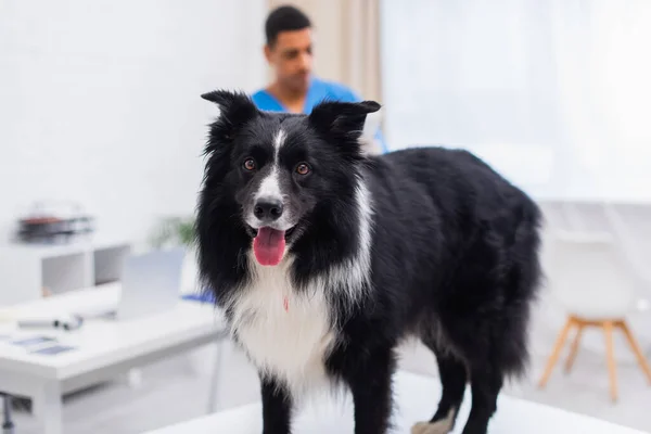 Border Collie Dog Looking Camera Blurred African American Doctor Vet — Stock Photo, Image