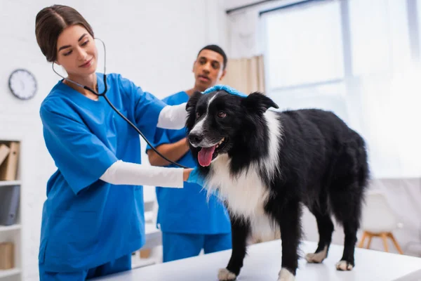 Border Collie Standing Blurred Interracial Doctors Stethoscope Clinic — Stock Photo, Image