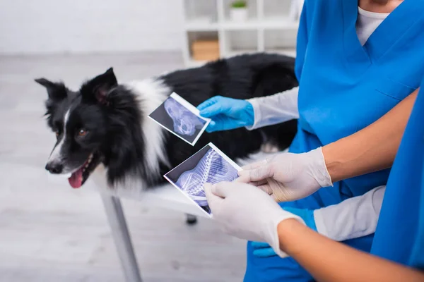 Обрізаний Погляд Багатоетнічних Ветеринарних Лікарів Які Проводять Ультразвукові Сканування Біля — стокове фото