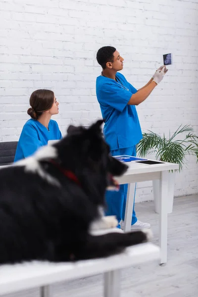 Side View Interracial Doctors Looking Ultrasound Scan Blurred Border Collie — Stock Photo, Image