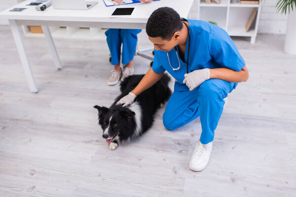 African american veterinarian petting border collie in clinic 
