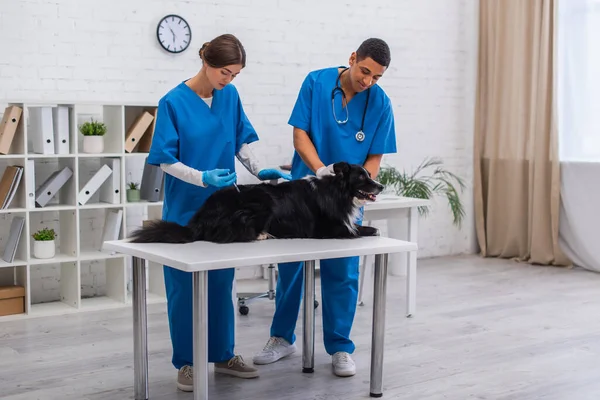 Interracial veterinarians doing vaccination of border collie in clinic