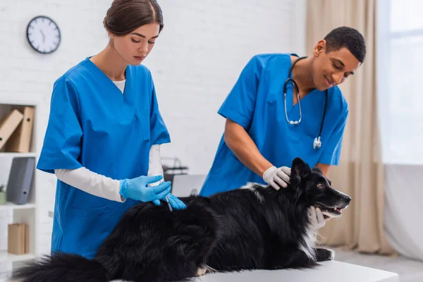 Doctor doing vaccination of border collie near blurred african american colleague in clinic