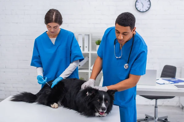 Multiethnic Vet Doctors Doing Vaccination Border Collie Clinic — Stock Photo, Image