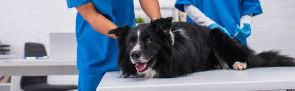 Cropped View Border Collie Lying Interracial Veterinarians Syringe Clinic Banner — 스톡 사진