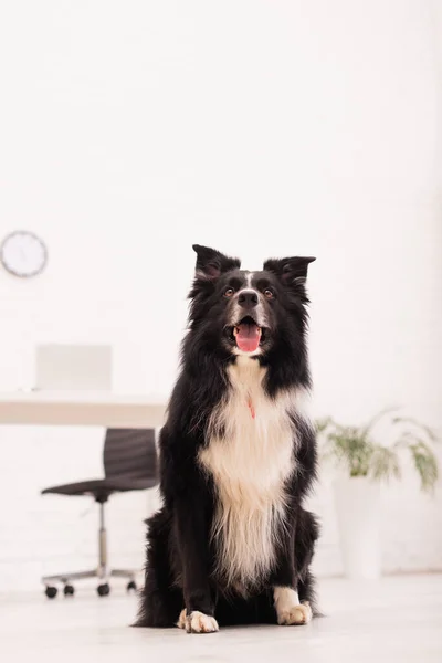 Low Angle View Border Collie Sitting Vet Clinic — Stock Photo, Image