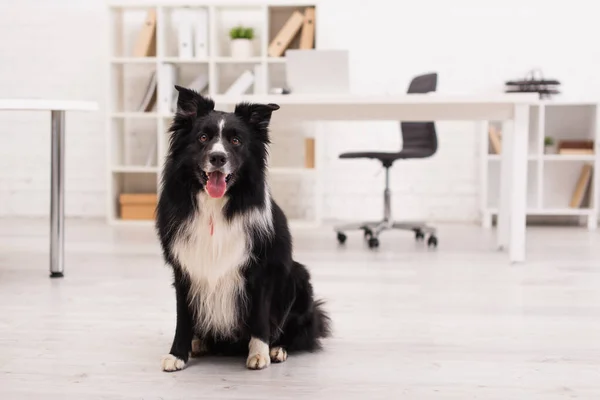 Border Collie Sticking Out Tongue Vet Clinic — Stock Photo, Image
